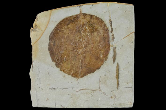 Fossil Leaf (Zizyphoides) - Montana #120822